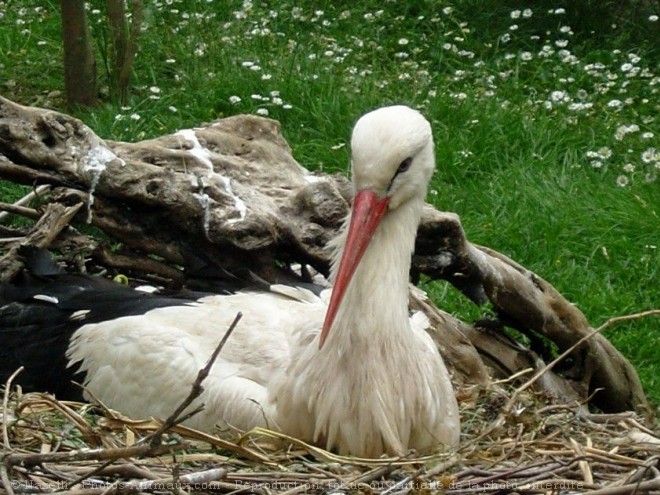 Photo de Cigogne