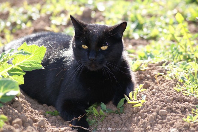 Photo de Chat domestique