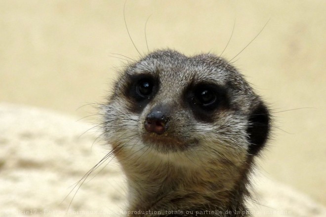 Photo de Suricate