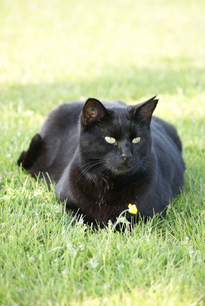 Photo de Chat domestique