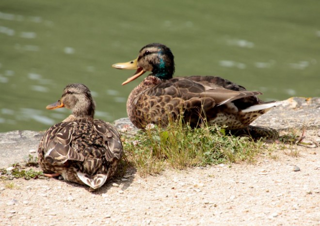 Photo de Canard colvert