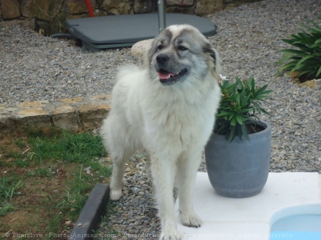 Photo de Chien de montagne des pyrnes