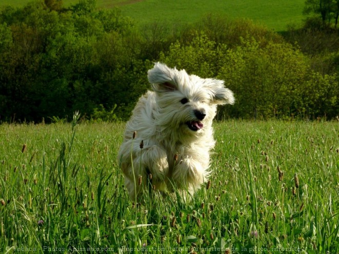 Photo de Chien de berger des pyrenes  poil long