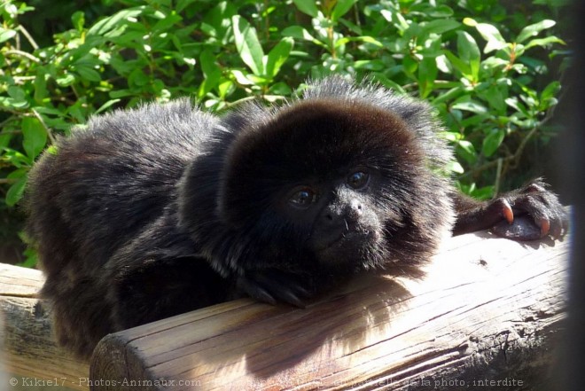 Photo de Singe - tamarin lion noir