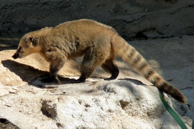 Photo de Coati