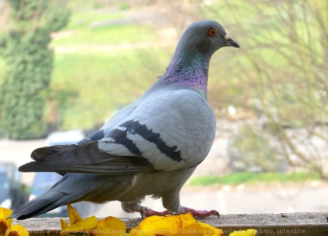 Photo de Pigeon