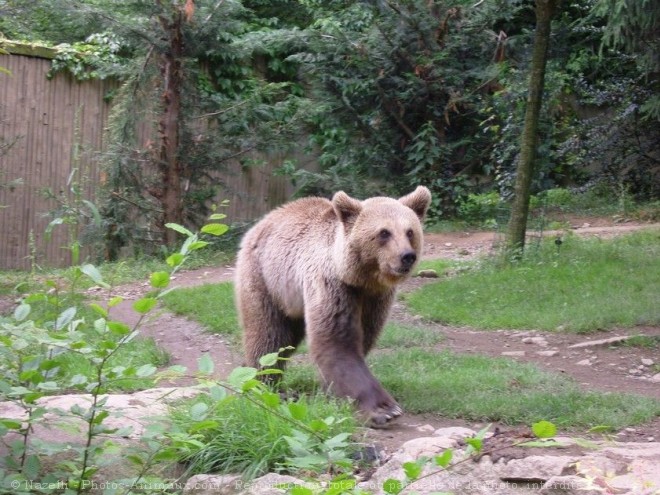 Photo d'Ours