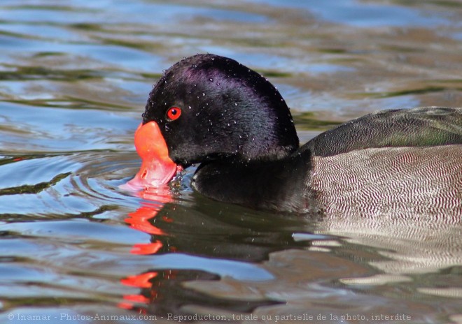 Photo de Canard