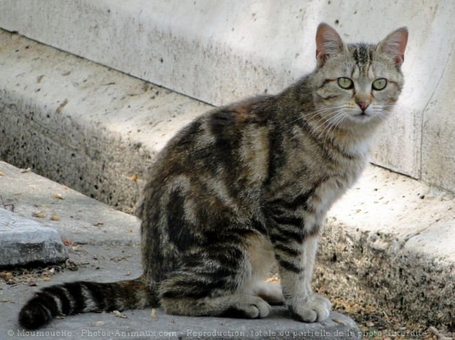 Photo de Chat domestique