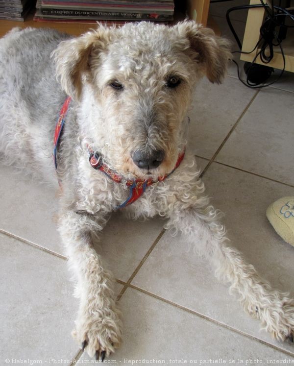 Photo de Fox terrier  poil dur