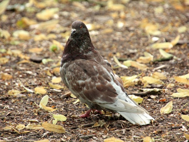 Photo de Pigeon