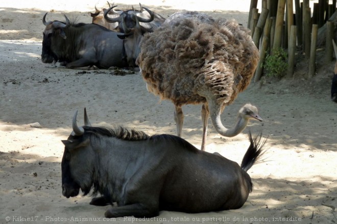 Photo de Races diffrentes