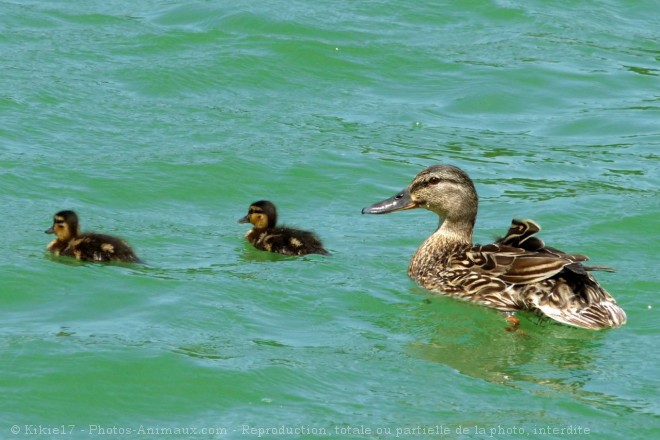 Photo de Canard colvert