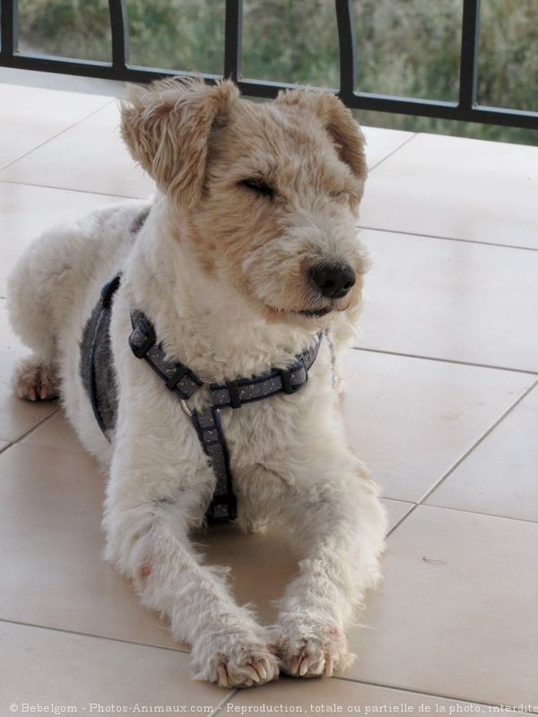 Photo de Fox terrier  poil dur