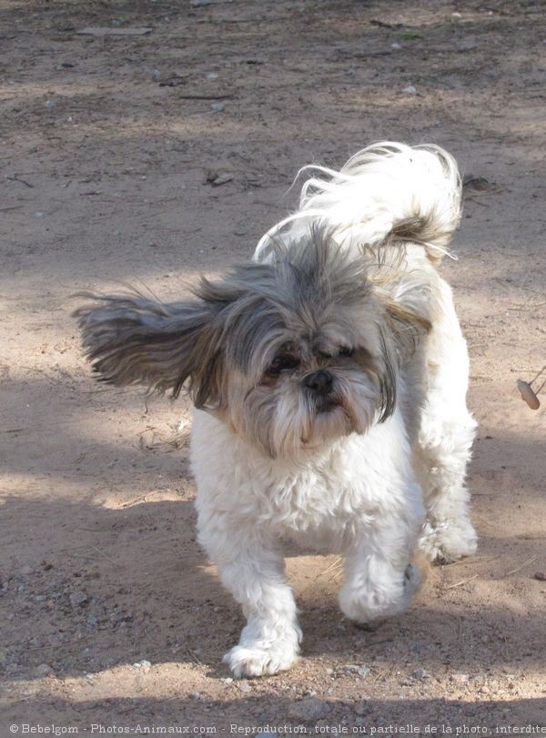 Photo de Shih tzu