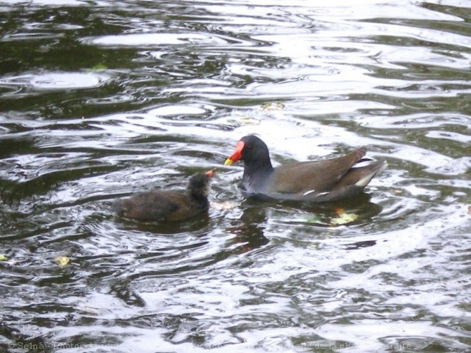 Photo de Poule d'eau