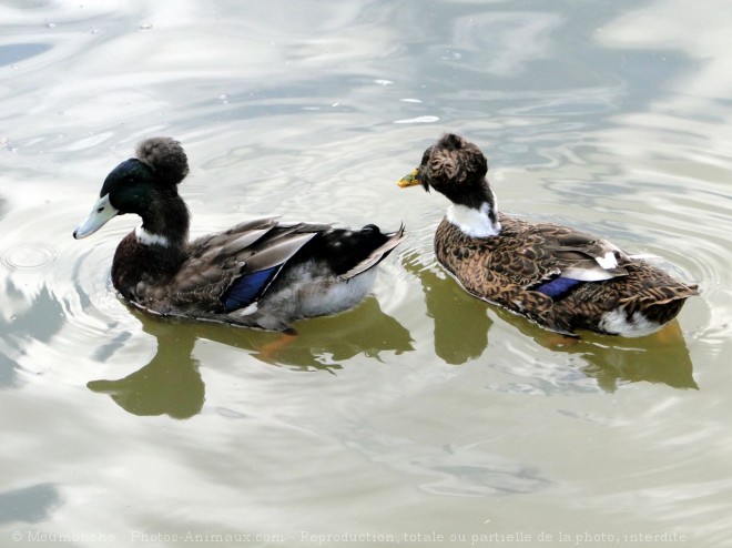 Photo de Canard