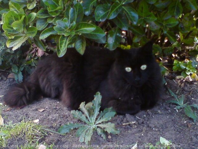 Photo de Chat domestique