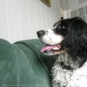 Photo d'English springer spaniel