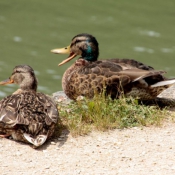 Photo de Canard colvert