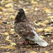 Photo de Pigeon