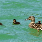 Photo de Canard colvert