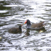 Photo de Poule d'eau