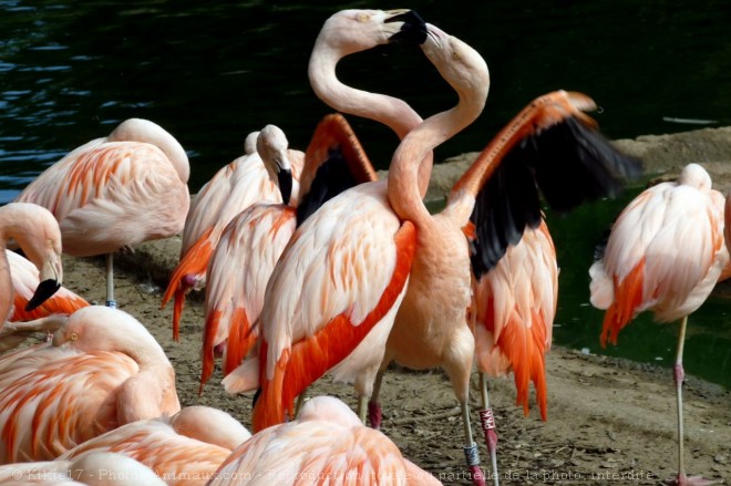 Photo de Flamand rose