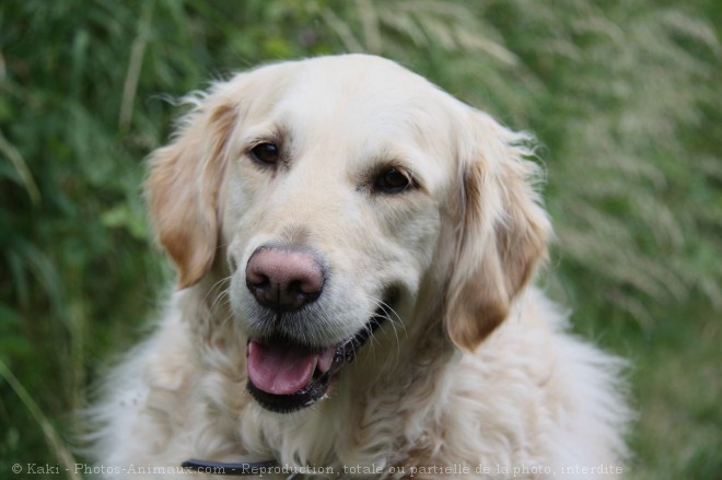 Photo de Golden retriever