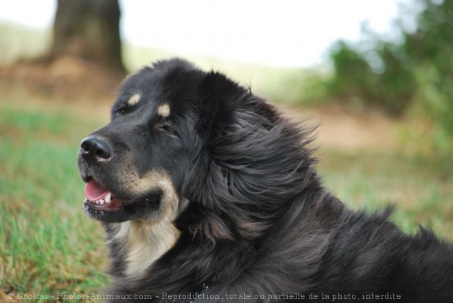 Photo de Dogue du tibet