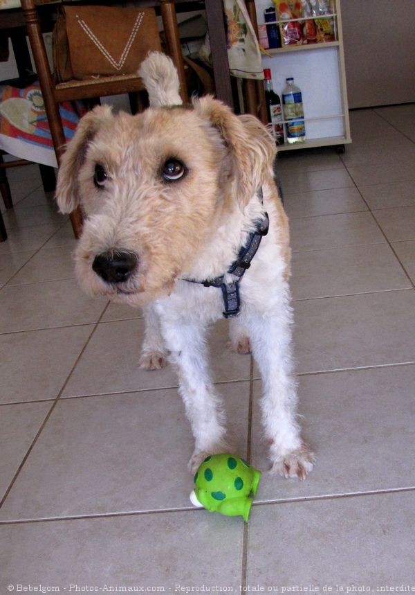 Photo de Fox terrier  poil dur