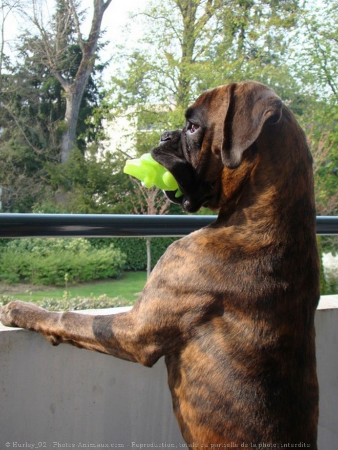 Photo de Boxer