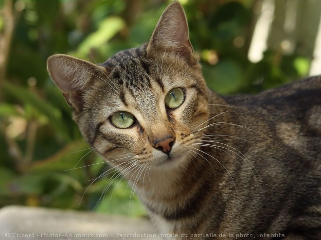 Photo de Chat domestique