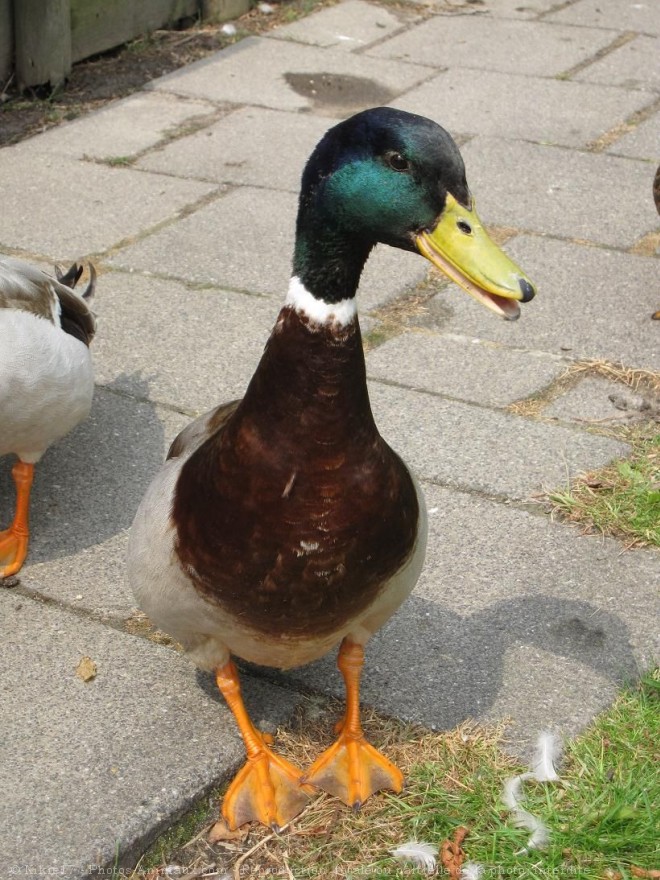 Photo de Canard colvert