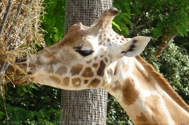 Photo de Girafe