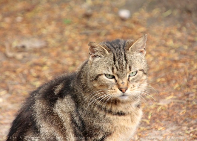 Photo de Chat domestique