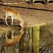 Photo de Biche