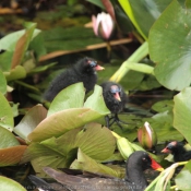 Photo de Poule d'eau