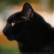 Photo de Chat domestique