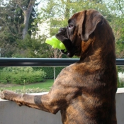 Photo de Boxer