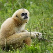 Photo de Singe - gibbon