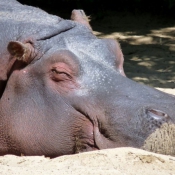 Photo de Hippopotame