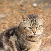 Photo de Chat domestique