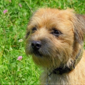 Photo de Border terrier