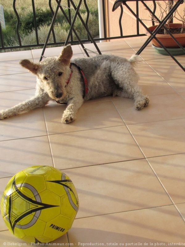 Photo de Fox terrier  poil dur