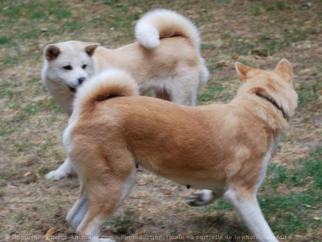 Photo d'Akita inu