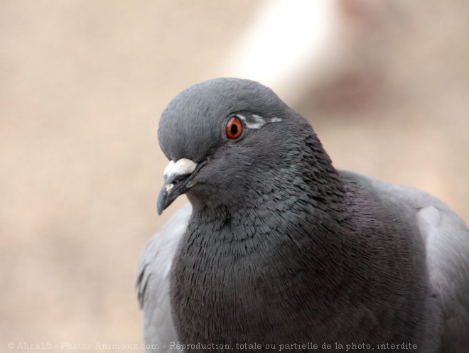 Photo de Pigeon