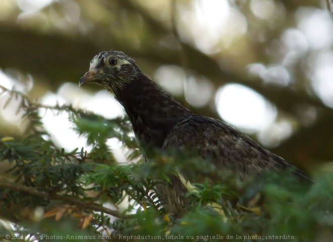 Photo de Pigeon