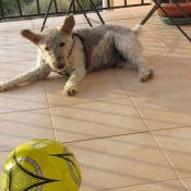 Photo de Fox terrier  poil dur