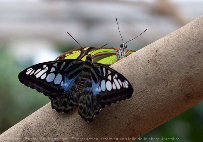 Photo de Papillon